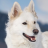 OrekiWoof